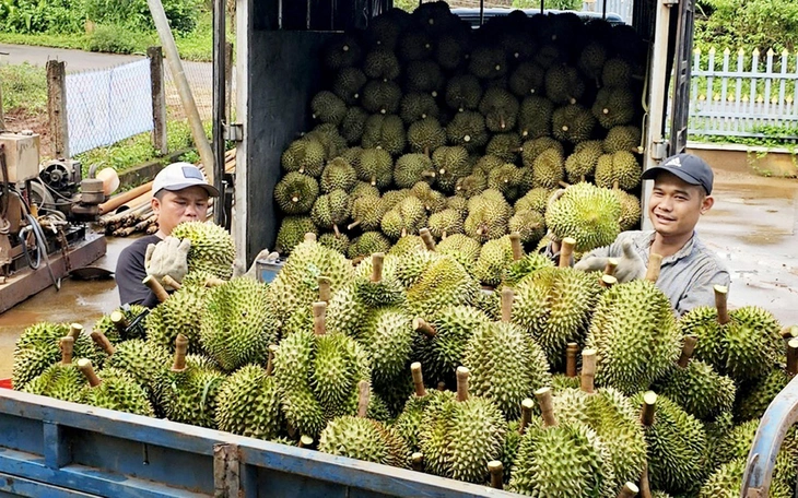 Mời chuyên gia Trung Quốc sang kiểm tra thực địa chuỗi xuất khẩu sầu riêng Việt Nam - Ảnh 2.
