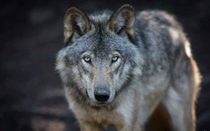 Lần đầu phát hiện sói ở Canada sử dụng công cụ - Ảnh 3.