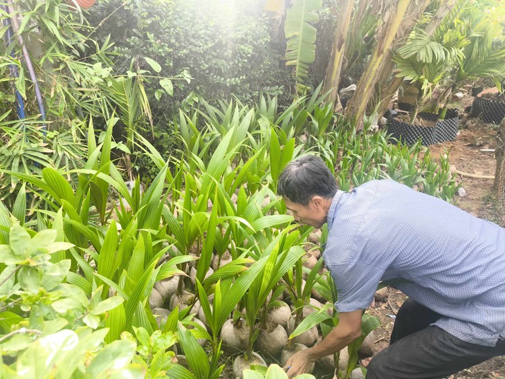 giá dừa - Ảnh 1.