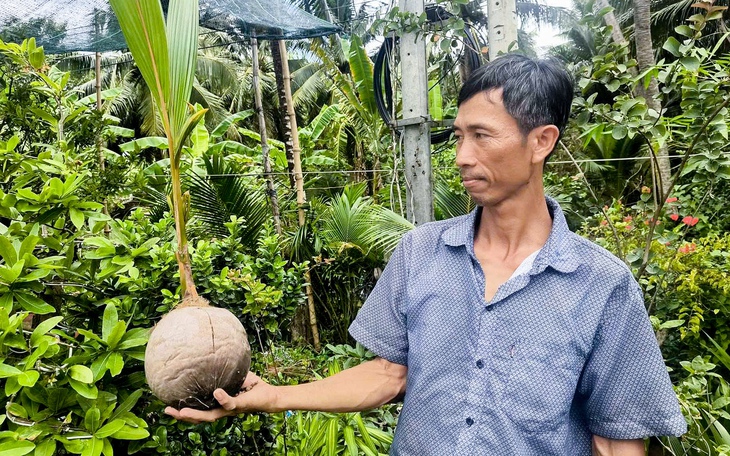 Vì sao Việt Nam chi hàng trăm tỉ đồng nhập khẩu dừa? - Ảnh 2.