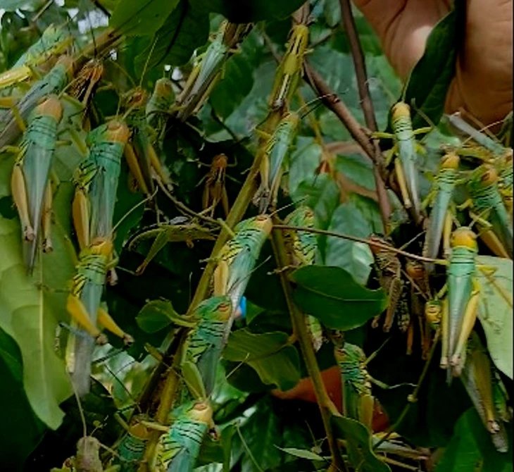 ‘Đại dịch châu chấu’ tấn công hoa màu, ăn hết sạch lá rừng luồng, làm cây khô héo - Ảnh 1.