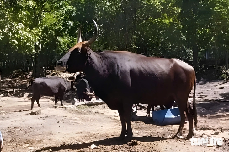 Bò tót - Ảnh 3.