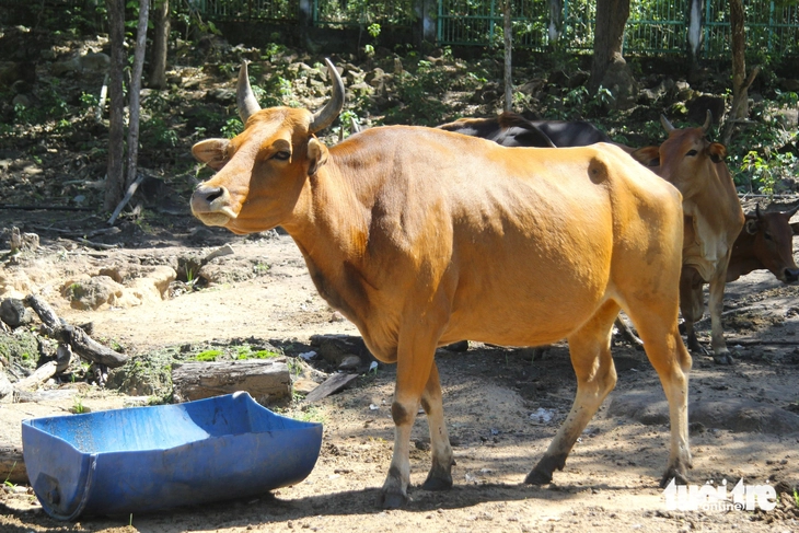 Bò tót - Ảnh 4.