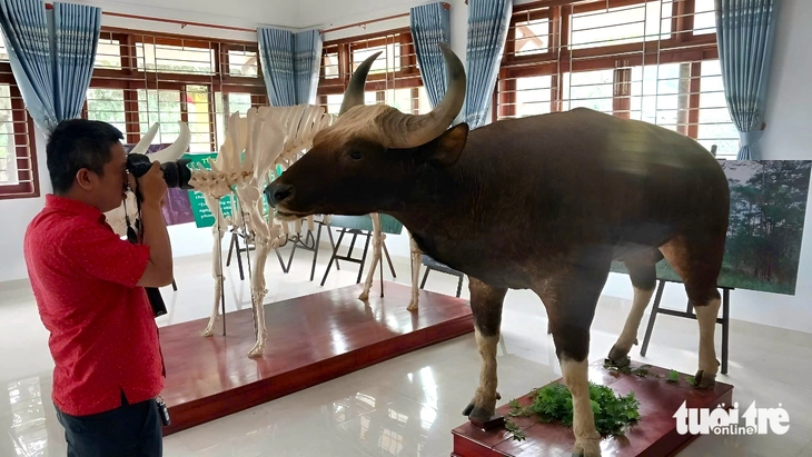 Bò tót - Ảnh 5.