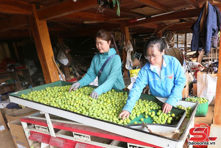 Thành phố Sơn La vào mùa thu hoạch mận tam hoa - Ảnh 3.