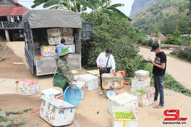 Thành phố Sơn La vào mùa thu hoạch mận tam hoa - Ảnh 4.