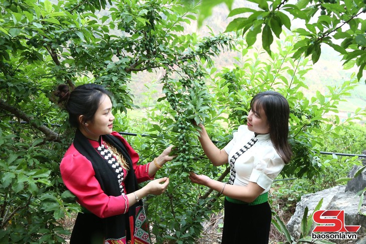 Thành phố Sơn La vào mùa thu hoạch mận tam hoa - Ảnh 5.