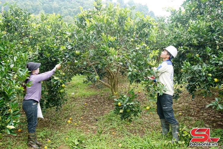 nông nghiệp hữu cơ - Ảnh 1.