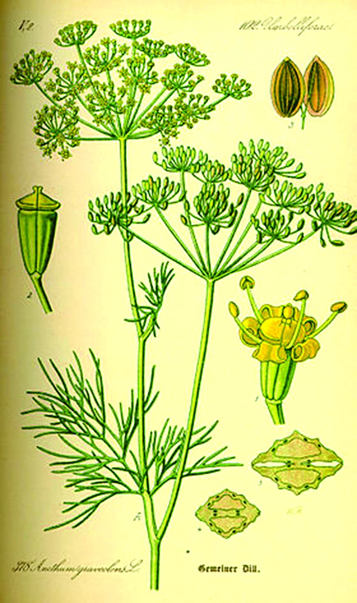 rau gia vị - Ảnh 4.