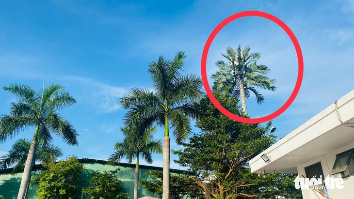 dừa - Ảnh 2.