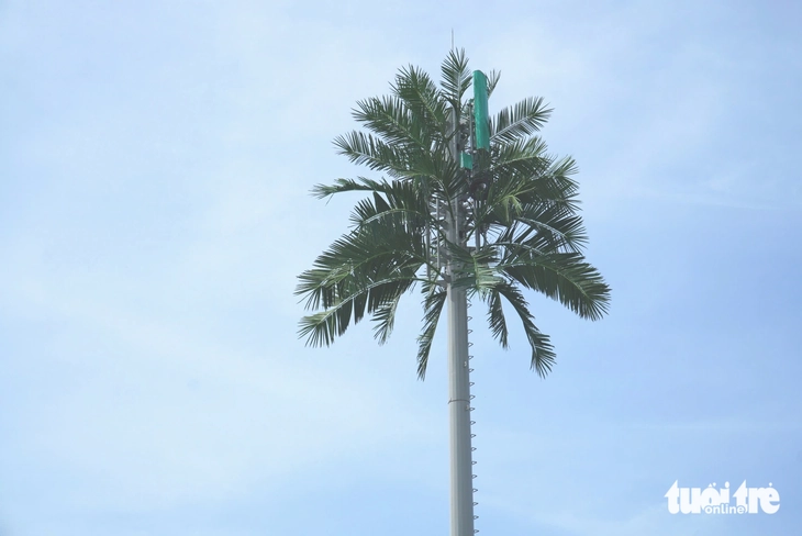 dừa - Ảnh 4.