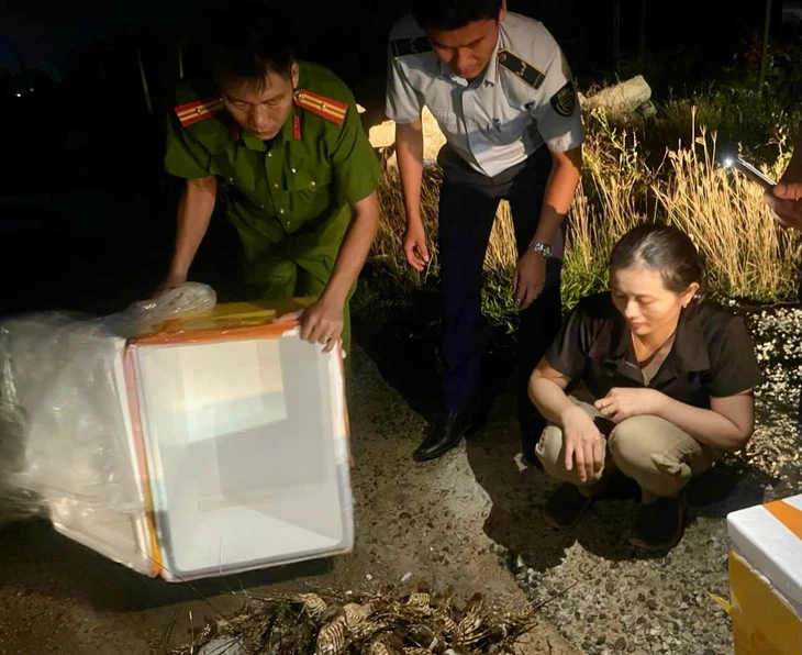 Chống buôn lậu, hàng giả 8-6: Xử phạt cơ sở bơm thạch rau câu vào tôm hùm - Ảnh 1.