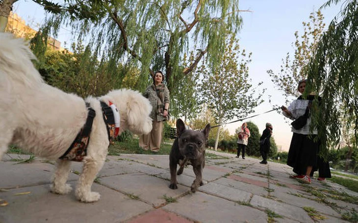 Tòa án Ấn Độ ra lệnh loại bỏ hàng nghìn chó hoang khỏi khu vực thủ đô Delhi - Ảnh 1.