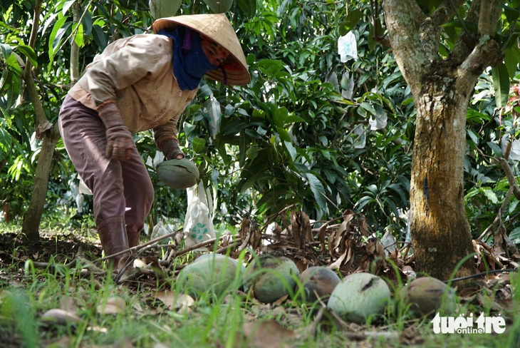 xoài rớt giá - Ảnh 1.