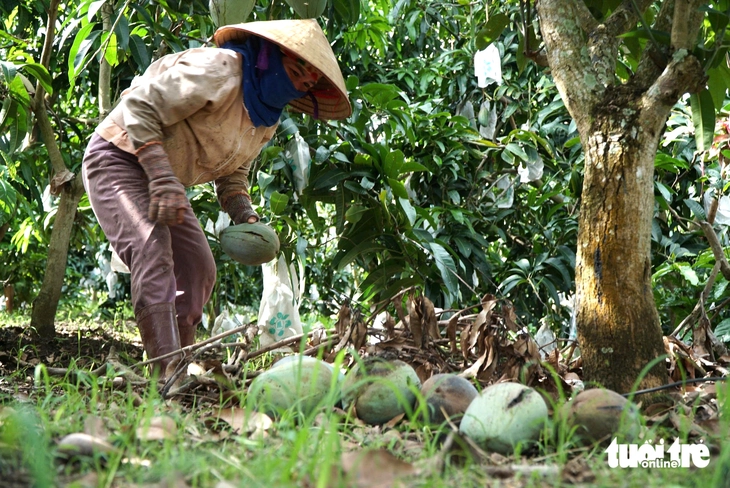 xoài rớt giá - Ảnh 1.
