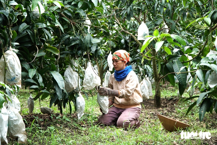 xoài rớt giá - Ảnh 3.