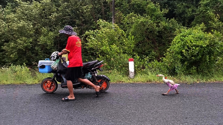 Người đàn ông cùng chú ngỗng đi bộ khắp Việt Nam - Ảnh 5.