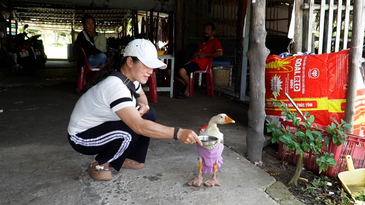 chú ngỗng - Ảnh 3.