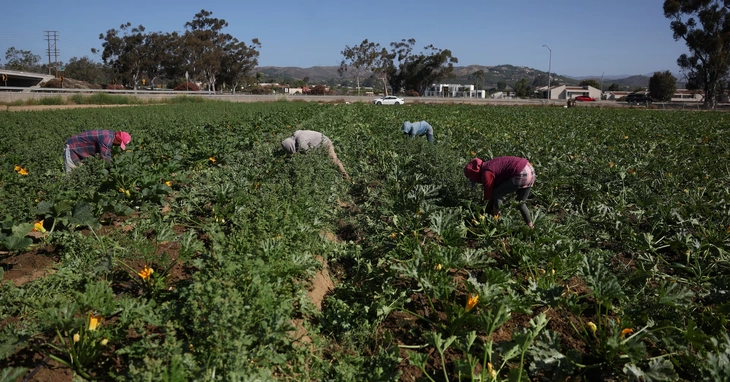 California, Mỹ: Truy quét nhập cư khiến nông sản thối rữa, nông trại lao đao - Ảnh 1. lao động nhập cư - Ảnh 1.