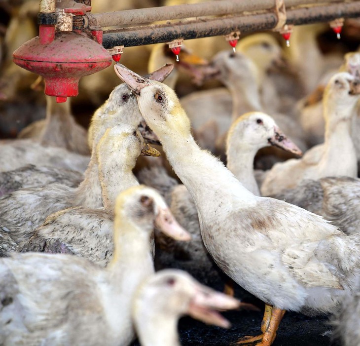 Hàn Quốc chứng kiến số vật nuôi chết do nắng nóng tăng đột biến Hàn Quốc chứng kiến số vật nuôi chết do nắng nóng tăng đột biến