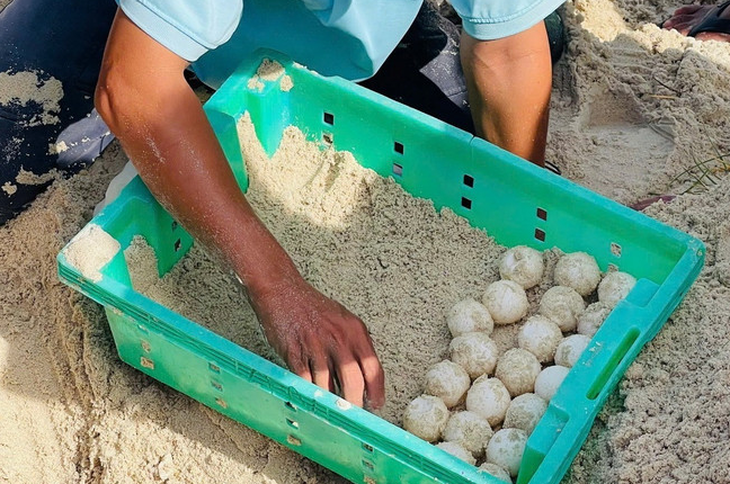 Rùa biển xanh trong Sách Đỏ về đẻ trứng ở Hòn Cau - Ảnh 2. Rùa biển xanh trong Sách đỏ về đẻ trứng ở Hòn Cau - Ảnh 2.