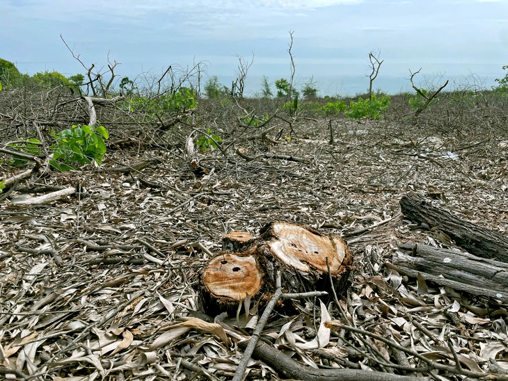 Vụ chặt phá hơn 2,5ha rừng phòng hộ ven biển: Làm rõ thông tin 'xã cũ cho phép' - Ảnh 2.