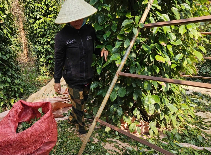 Vì sao giá hồ tiêu vẫn chưa bật tăng mạnh như kỳ vọng?- Ảnh 1. Vì sao giá hồ tiêu vẫn chưa bật tăng mạnh như kỳ vọng?- Ảnh 1.