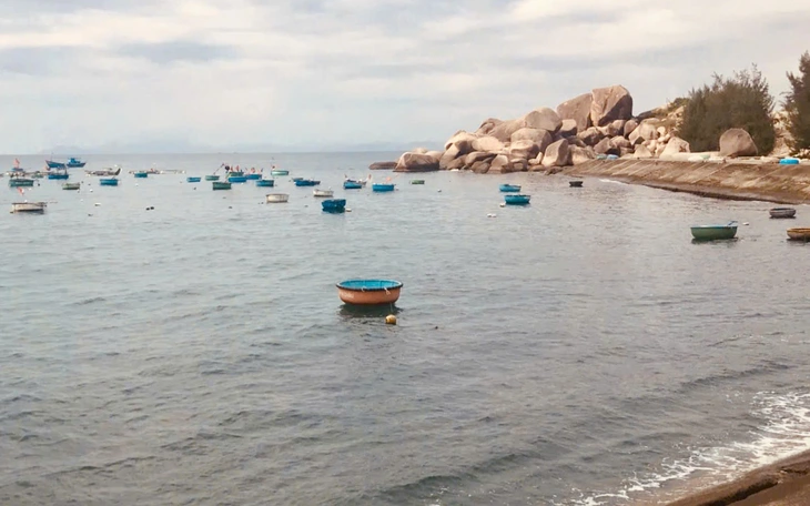 Giàn dưa dại sau dông bão - Ảnh 2.