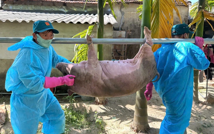 Bùng phát dịch tả lợn châu Phi ở một phường của Đà Nẵng - Ảnh 2.