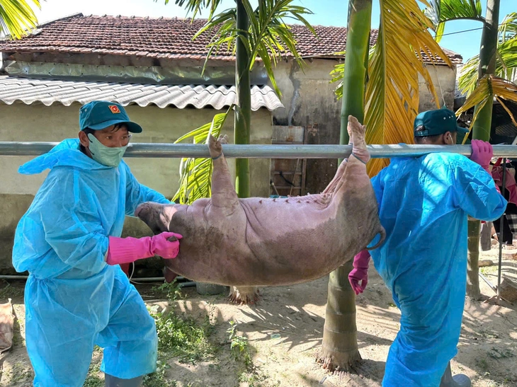 Tiêu hủy hơn 500 con heo ở Quảng Ngãi - Ảnh 1.