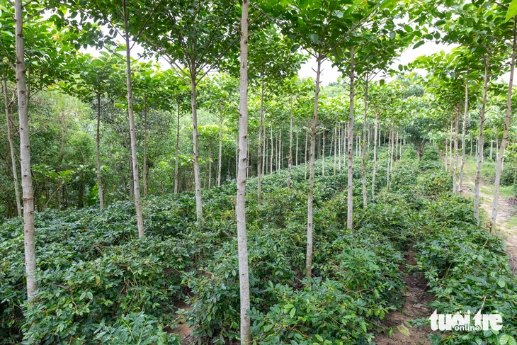 sao la - Ảnh 2.