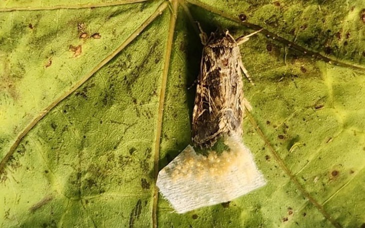  Khoa học lý giải vì sao trồng thực vật xen kẽ thường cho năng suất cao - Ảnh 2.