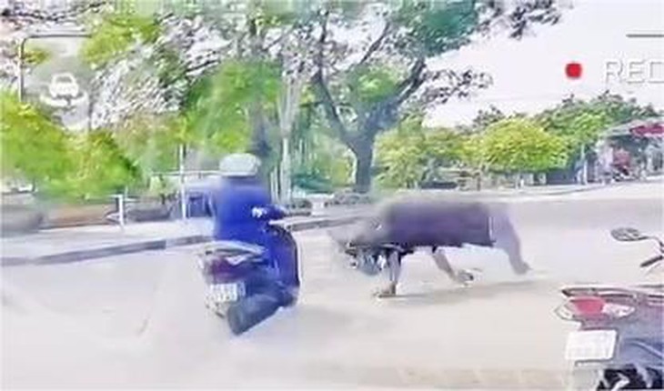 trâu - Ảnh 2.