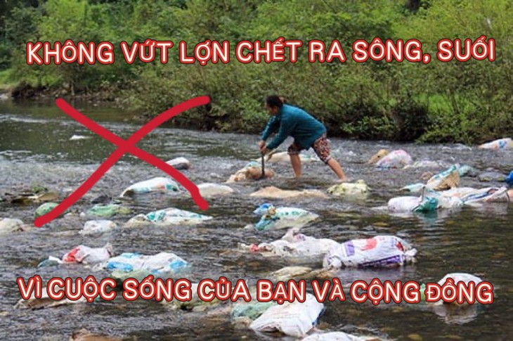 dịch tả heo - Ảnh 1.