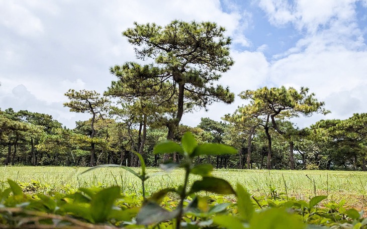 Rừng thông Đak Đoa tuyệt đẹp liên tục bị trộm, tỉnh Gia Lai chỉ đạo khẩn - Ảnh 4.