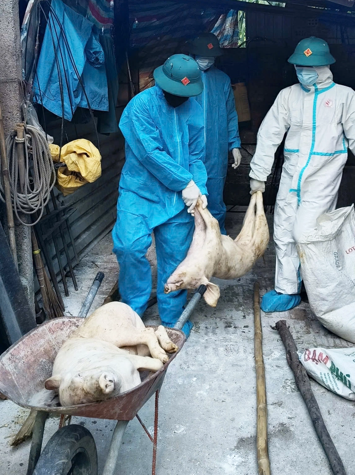 Một phường ở Đà Nẵng bùng phát dịch tả lợn châu Phi - Ảnh 1.