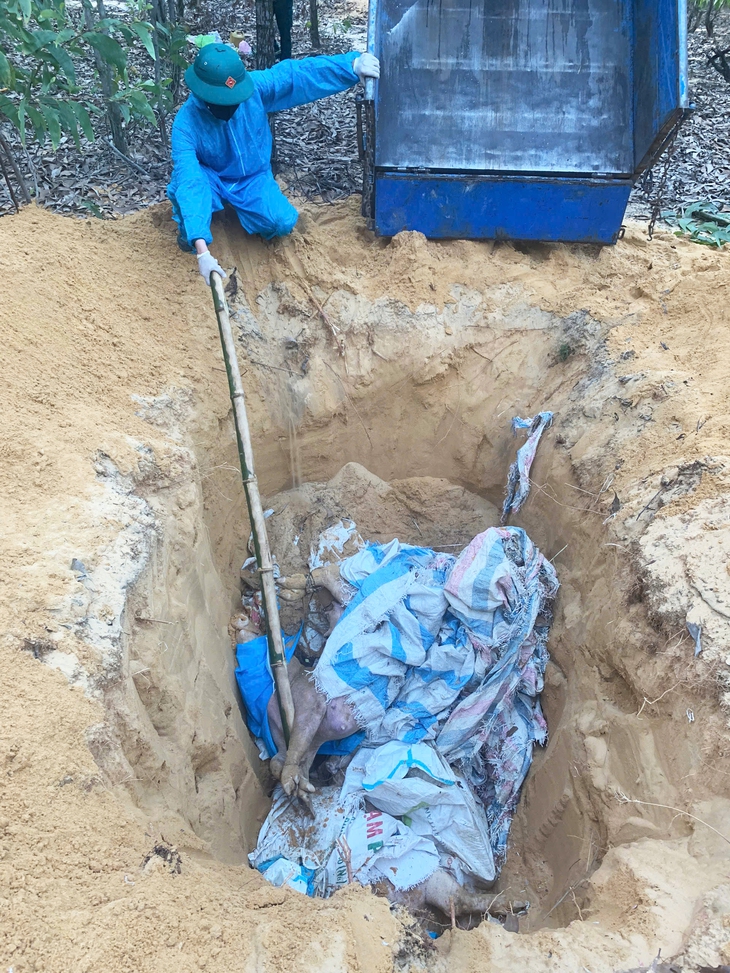 Một phường ở Đà Nẵng bùng phát dịch tả lợn châu Phi - Ảnh 3.