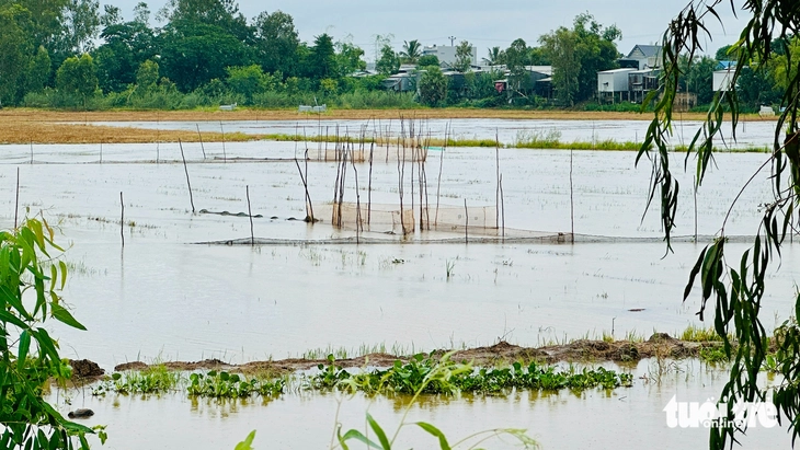 Nơi đầu nguồn Đồng Tháp tất bật thu hoạch lúa chuẩn bị đón mùa nước nổi - Ảnh 4.
