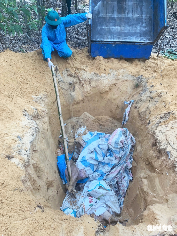 Xác lợn chết vứt trôi trên kênh Phú Ninh giữa lúc Đà Nẵng có dịch tả lợn châu Phi- Ảnh 8. Xác heo chết vứt trôi trên kênh Phú Ninh giữa lúc Đà Nẵng có dịch tả heo châu Phi - Ảnh 8.