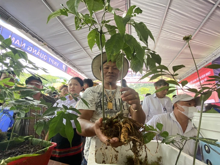 sâm Ngọc Linh - Ảnh 1.