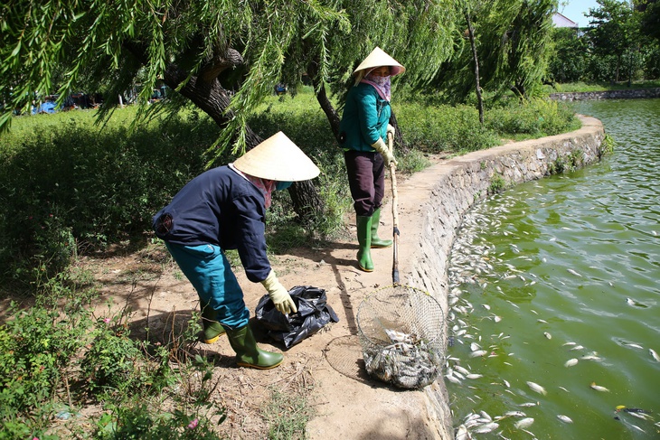 cá chết - Ảnh 2.