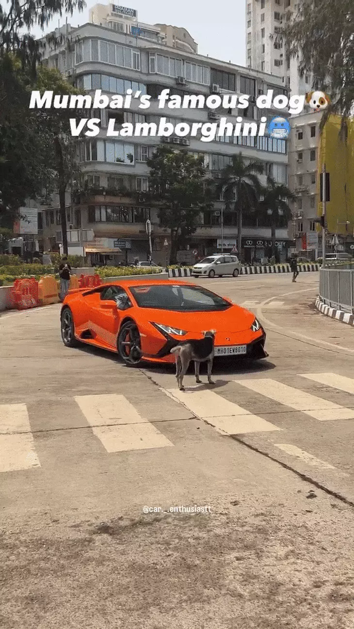 Chú chó kiên quyết chặn đầu Lamborghini: 'Siêu bò' đánh lái đến đâu, 'boss' chắn đến đấy - Ảnh 1.
