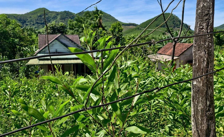 điện - Ảnh 2.