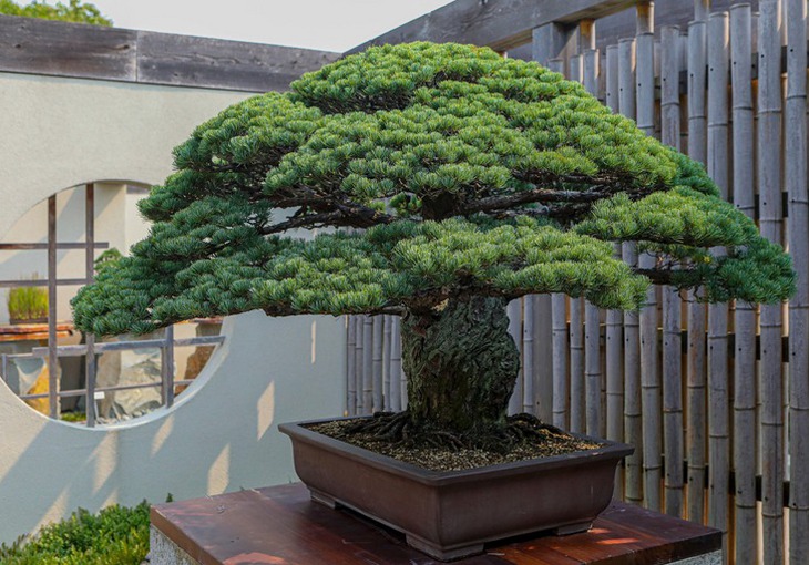 Hiroshima - Ảnh 1.