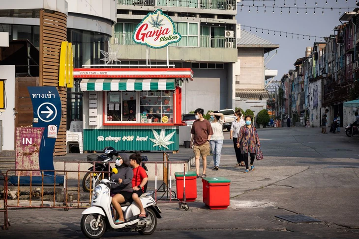 cần sa - Ảnh 3.