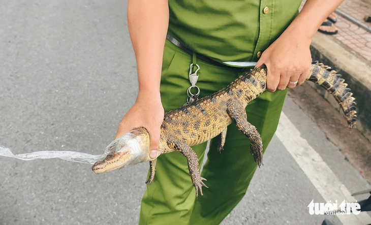 cá sấu - Ảnh 5.