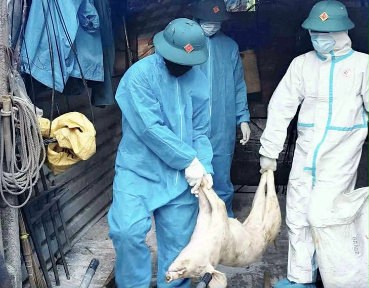 dịch tả - Ảnh 2.