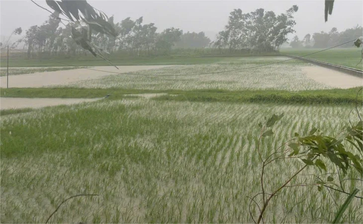 Bão số 3 Wipha gây mưa có nơi trên 400mm, gần 7.200ha lúa ở Thanh Hóa bị ngập - Ảnh 1.