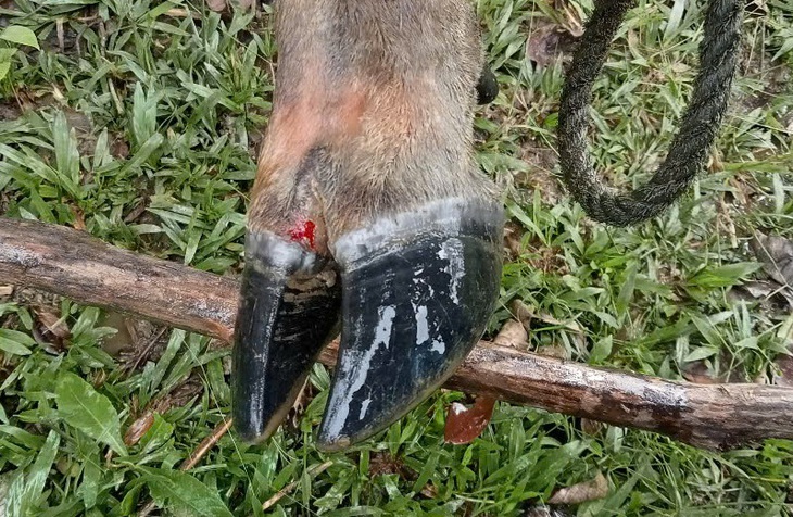 Quảng Ngãi - Ảnh 2.