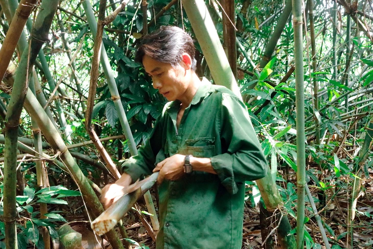 săn măng - Ảnh 3.